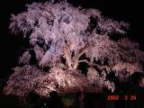 The cherry tree at night