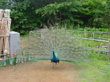 A peacock