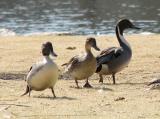 Pintail (Anas acuta)