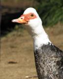 Muscovy Duck (Cairina moschata)