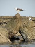 Common Gull (Larus canus)