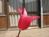 A tulip of my friend