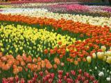 A tulips park