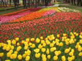 Tulips world, Hitachi Seaside Park