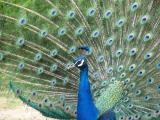 A peacock show