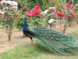 A peacock show