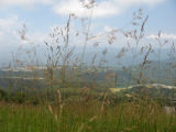 Highland meadow