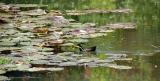 Water lilies