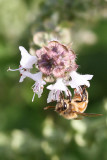 Stereotypical Bee Image