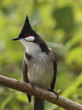 Red-whiskered bulbul