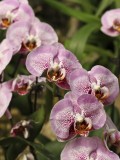 Orchid spp