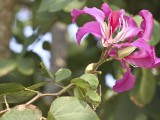 Hong Kong Orchid Flower- Bauhinia