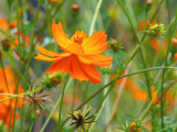 bright and beautiful
