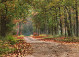 a walk in the woods
