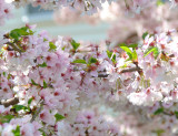 Tender blossoms in early morning