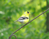 American Goldfinch