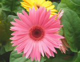 Pink perfection