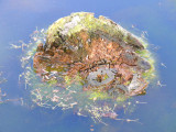 Stump in the water