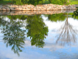 Reflections in a pond