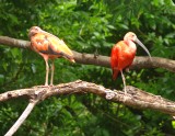 Some kind of Ibis?