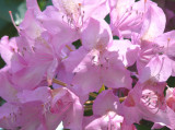 Pink is always in style
