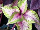 Pinwheel