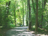 Into the woods