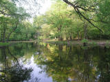 early summer colour around the pond