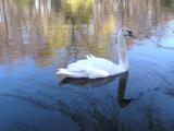solo swan