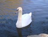 swan