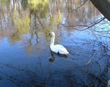 swan lake