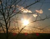 sunset behind tree