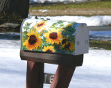 sunflowers