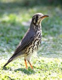 Lyster (Thrush)