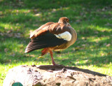 feathered friend