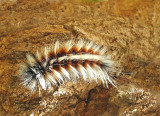 creepy crawly
