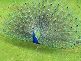 Peacock at Irene Dairy Farm