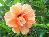 Apricot-Peach hibiscus