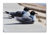 Birds of a Feather
