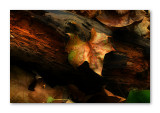 Autumn Leaf