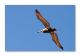 Flight of the Pelican