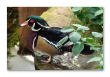 Wood Duck
