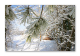 White Christmas