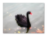 Black Swan