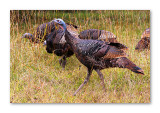 Wild Turkeys