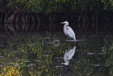 IMG_2735 Great Blue Heron.JPG