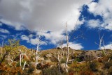 DSC_1596.jpg