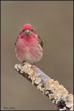 Roselin Pourpr Male