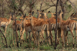 Antilope - Impala