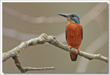 Kingfisher -Alcedo atthis - IJsvogel